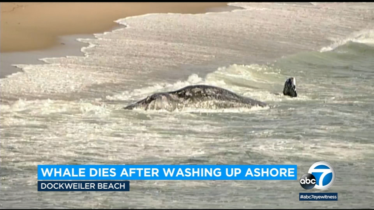 Whale dies after washing up on Dockweiler State Beach