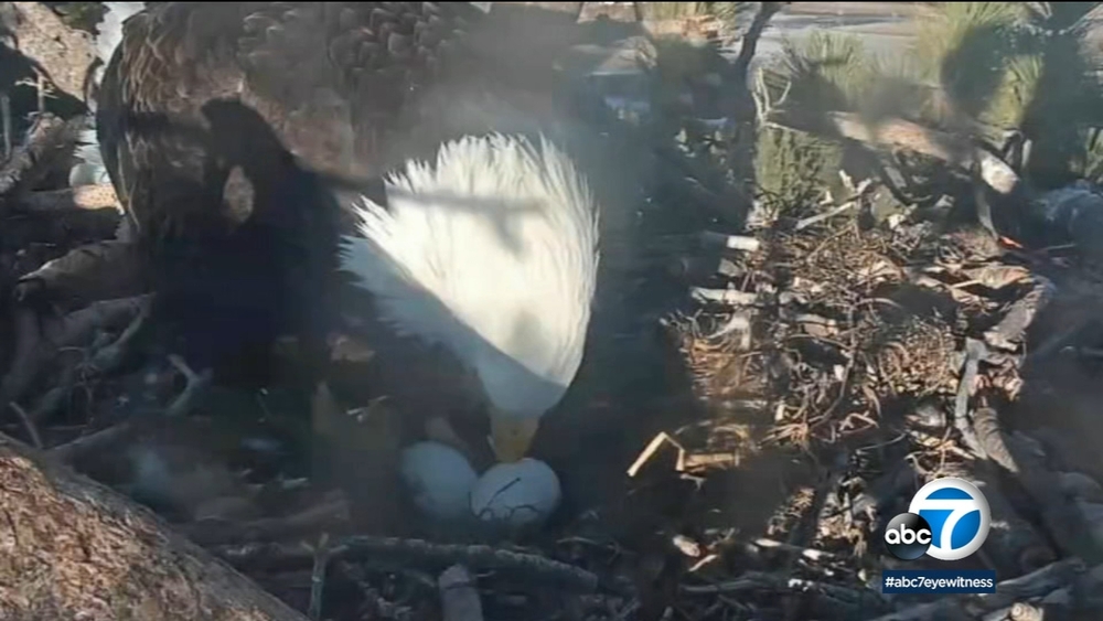 Big Bear eagle eggs expected to hatch soon