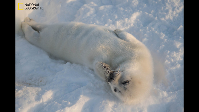 heartbreaking-images-show-baby-harp-seals-struggle-to-survive-6abc