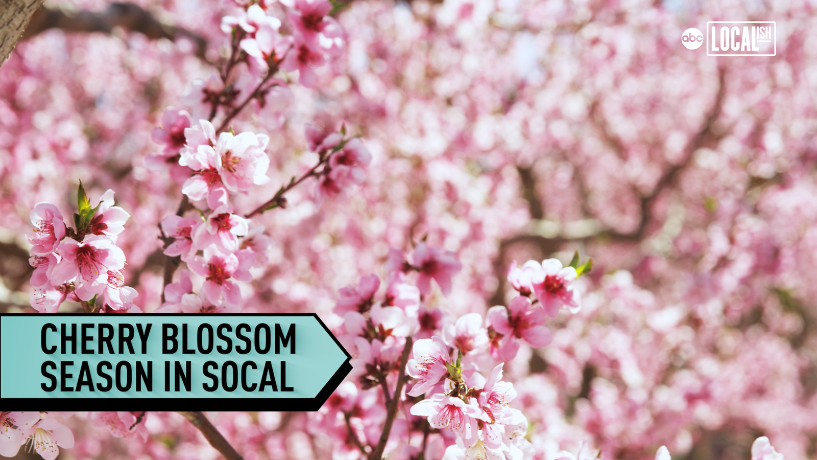 Cherry Blossoms bloom in La Canada Flintridge marking start of Spring