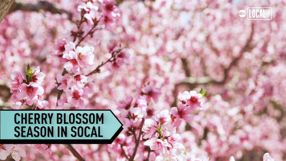 Cherry Blossoms bloom in La Canada Flintridge