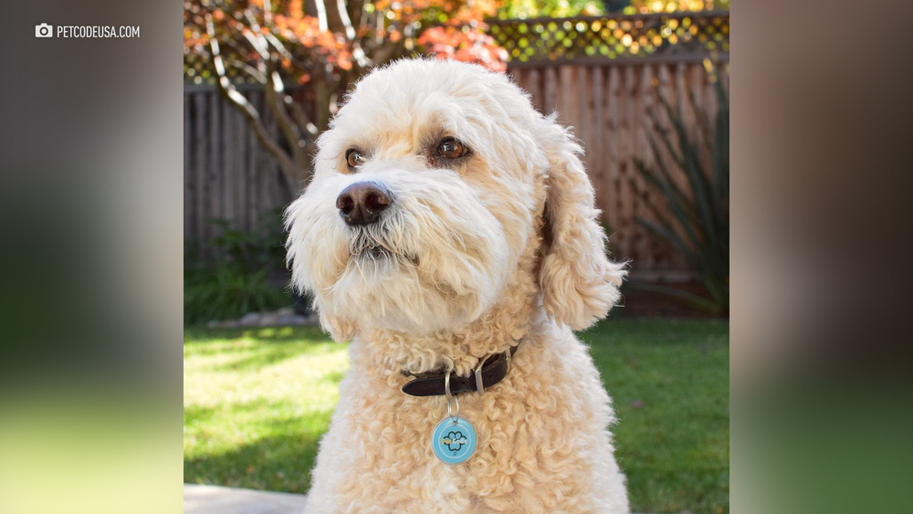 Teens solving the difficulties of pet ownership with an app