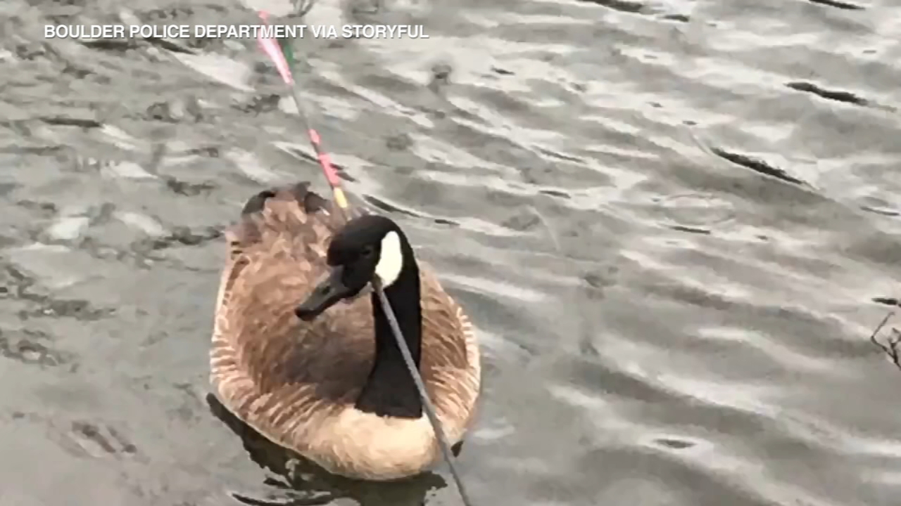 Colorado police rescue goose with arrow through head