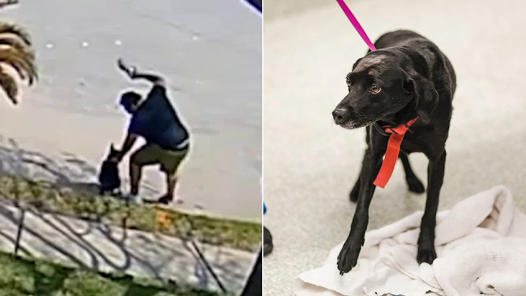 Video released by Houston SPCA shows dog being hit by owner ...