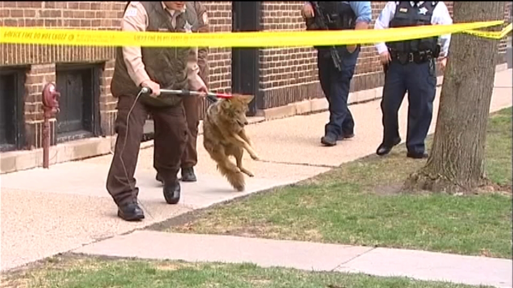 Coyote captured on steps of Rogers Park apartment building