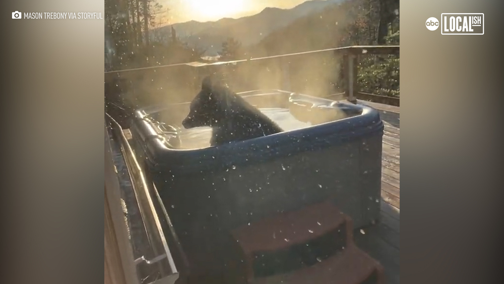 Wild bear relaxes in jacuzzi
