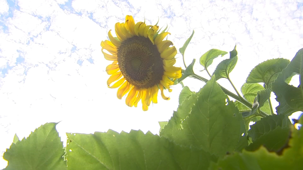 Sunflowers At Dorothea Dix Park In Raleigh To Return This Summer Abc11 Raleigh Durham
