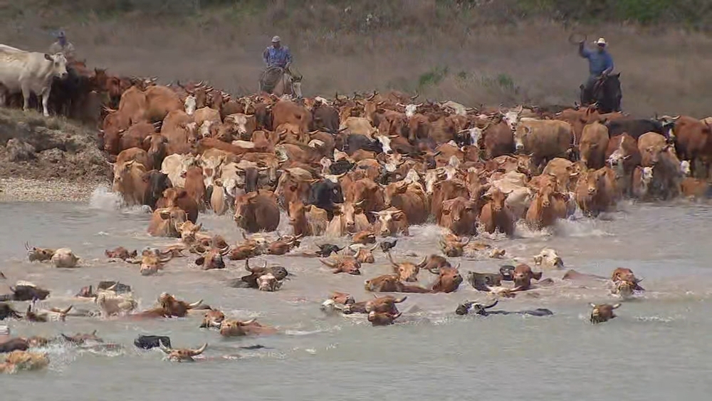 Ever seen cows swim? See a SE Texas tradition unfold