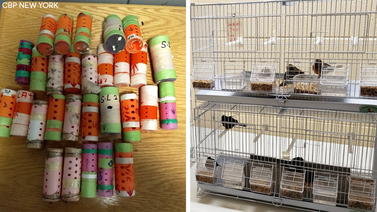 Customs officers discover birds in hair rollers at NYC airport