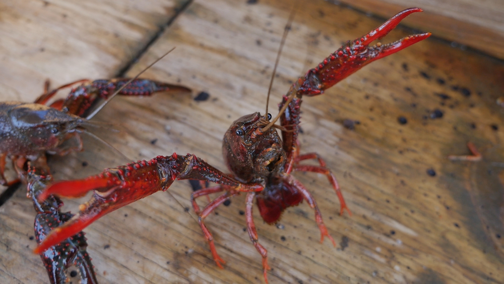 Farming For Mudbugs