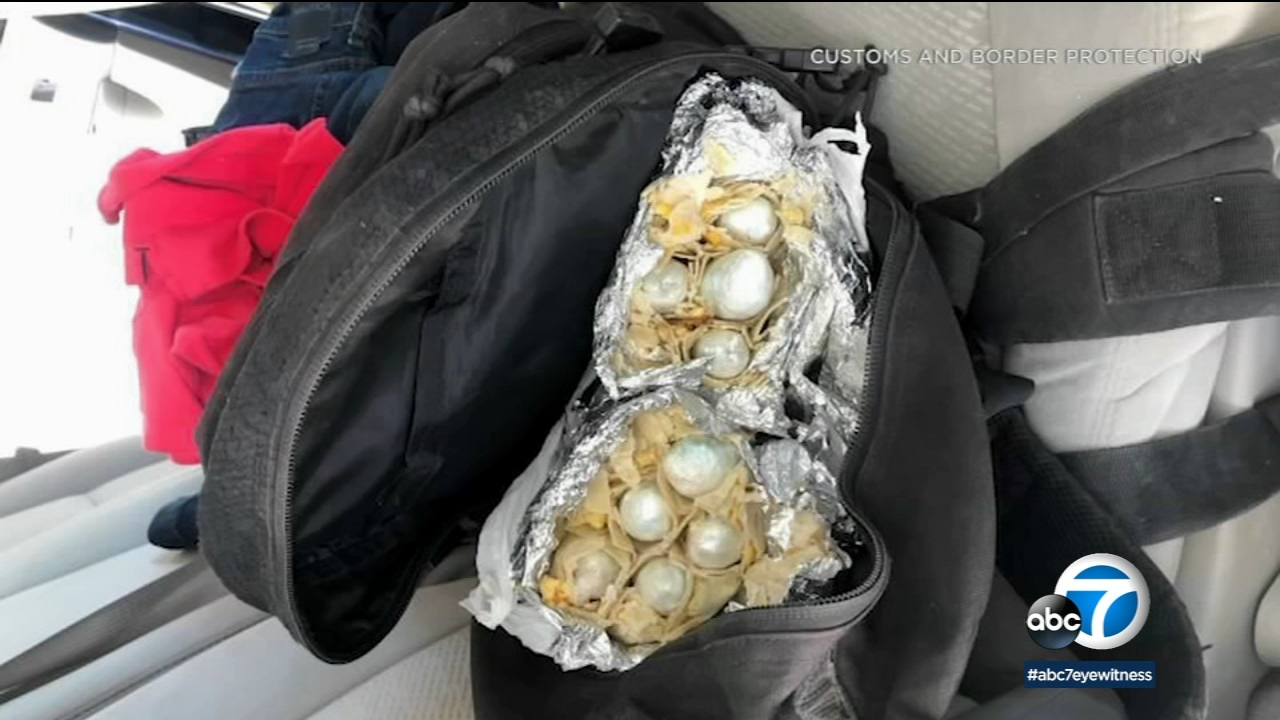 K-9 sniffs out $60,000 worth of fentanyl stuffed into breakfast burritos