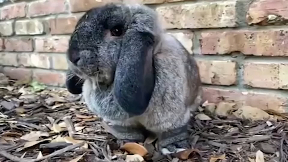 Missing the Easter bunny? Meet Lola the rabbit!