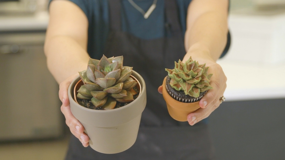 Succulents for dessert?