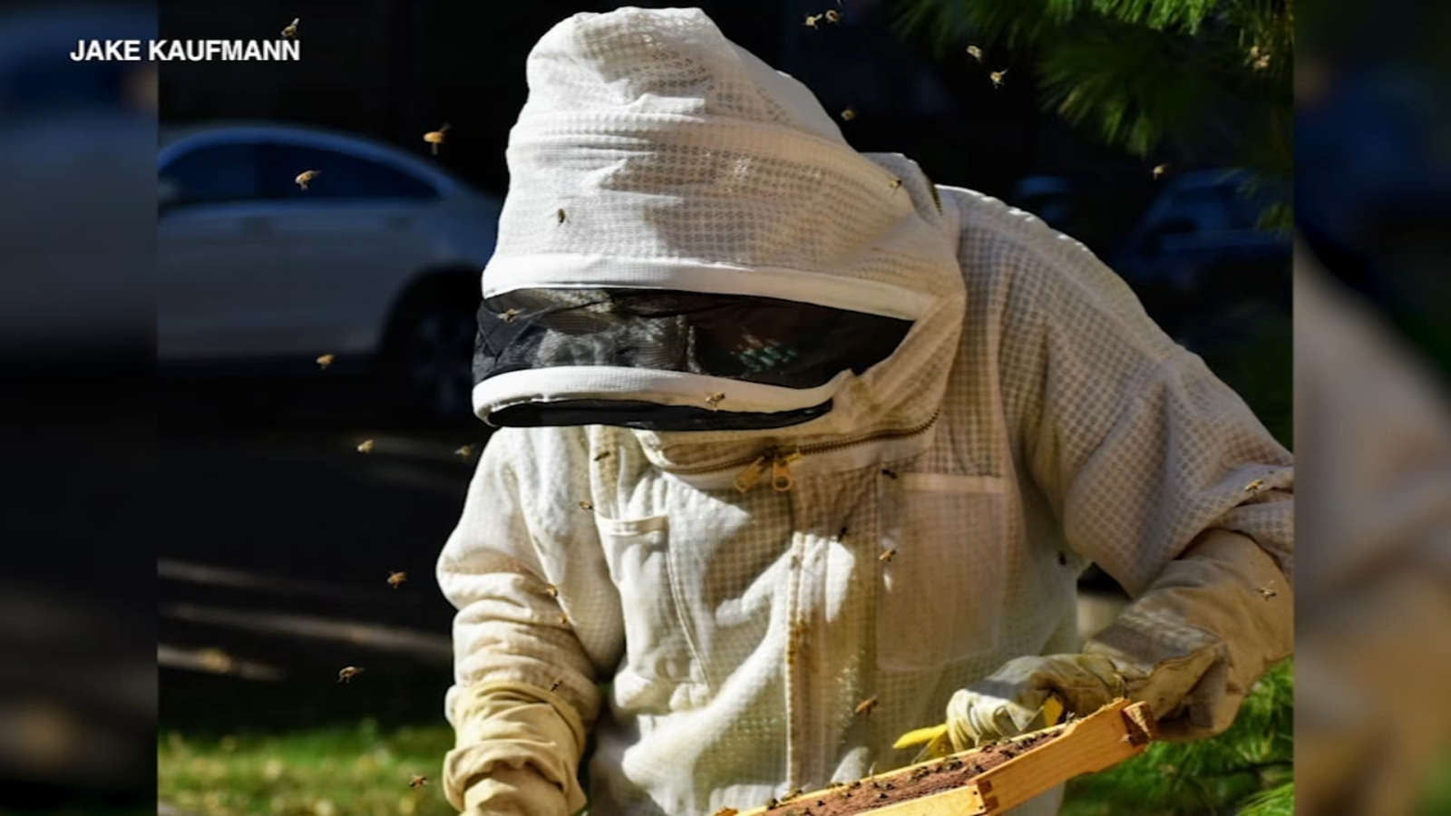 Southport Corridor Bees loses hives; Primrose Chicago trying to help