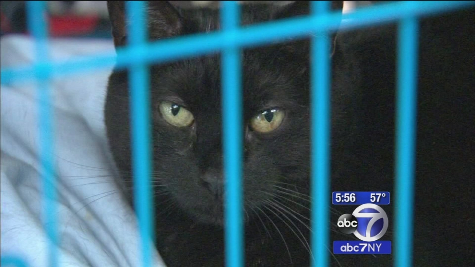 Why you may not be able to adopt a black cat until after Halloween