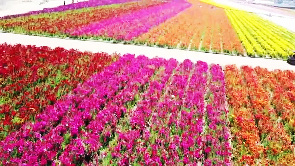 Carlsbad Flower Fields now open, wowing visitors with bright blooms