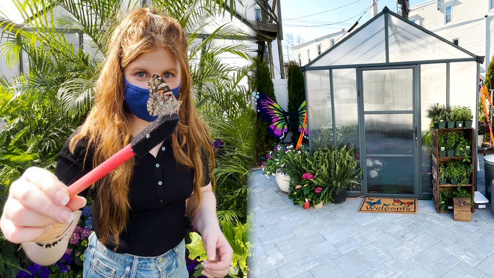 Long Island pop-up immerses you in butterflies