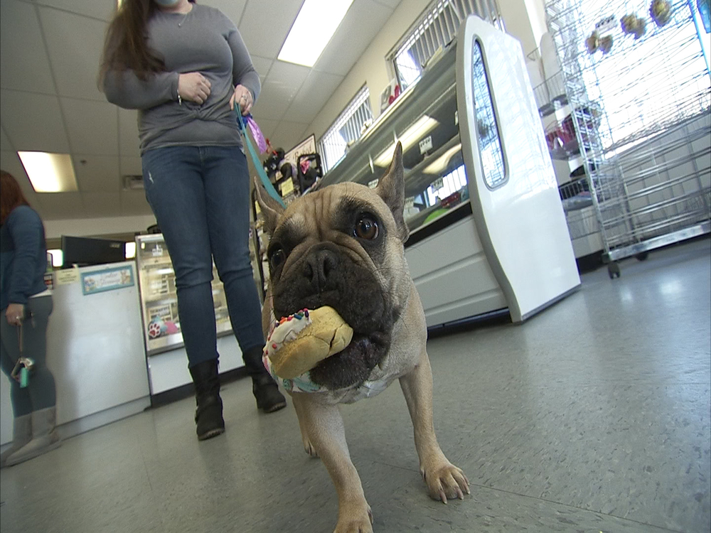 K-9 Kakes serves up all-natural treats for the pampered pup