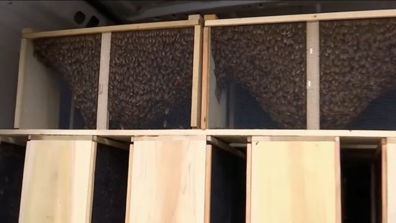 Bee seller distributes hives on Upper West Side