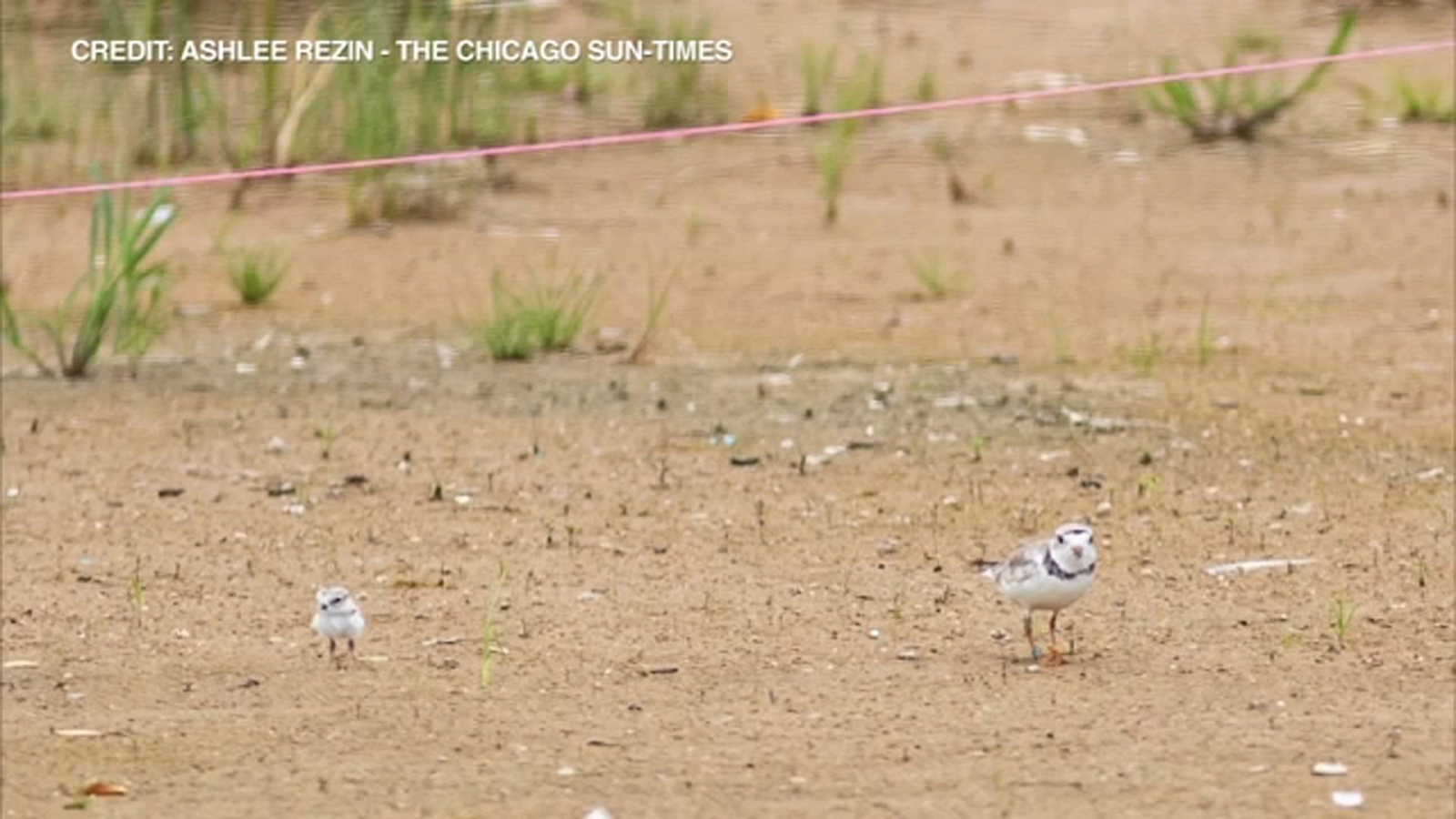 Shedd Aquarium volunteers clean up litter along Lake Michigan in