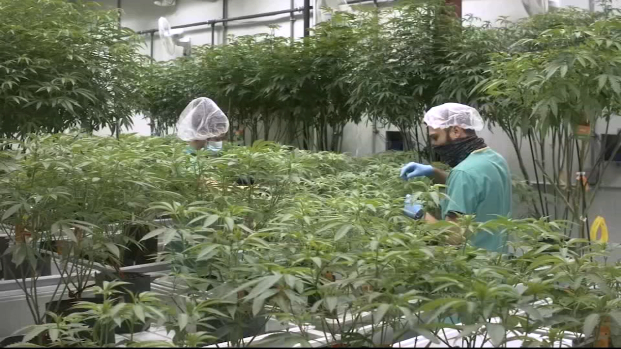 NJ cannabis commission gets going with historic meeting