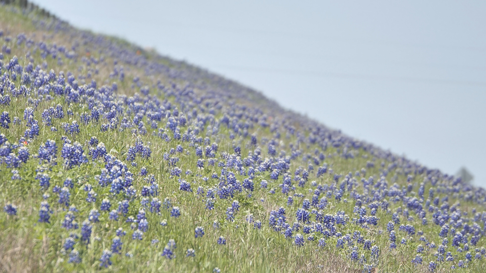 The best spots to find bluebonnets!