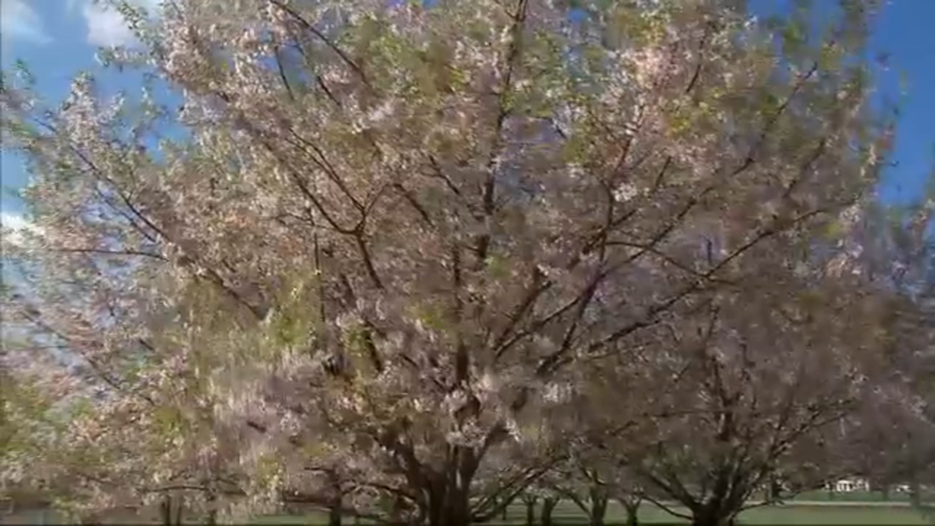 Chicago cherry trees in full bloom 7 years after planting