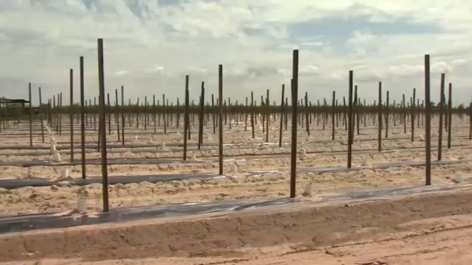 Drought conditions already impacting Valley farmers