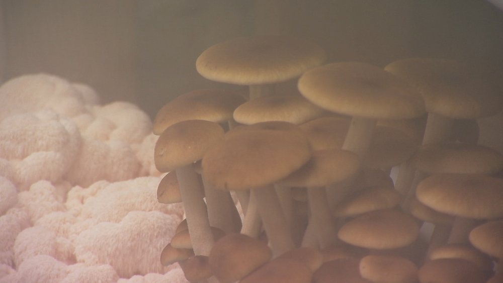 Farmer grows mushrooms inside 900 square-foot building