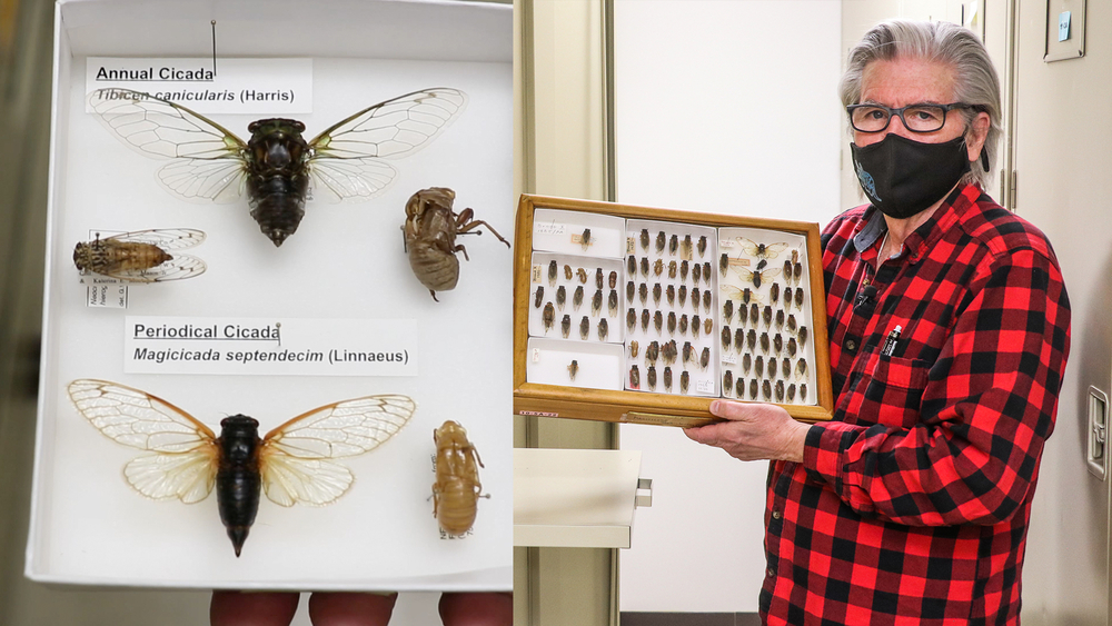 Get ready for a massive invasion of Brood X cicadas this year