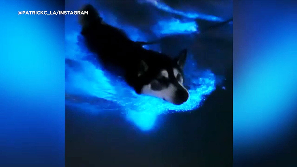 Playful dog splashes around in bioluminescent waters off Newport Beach