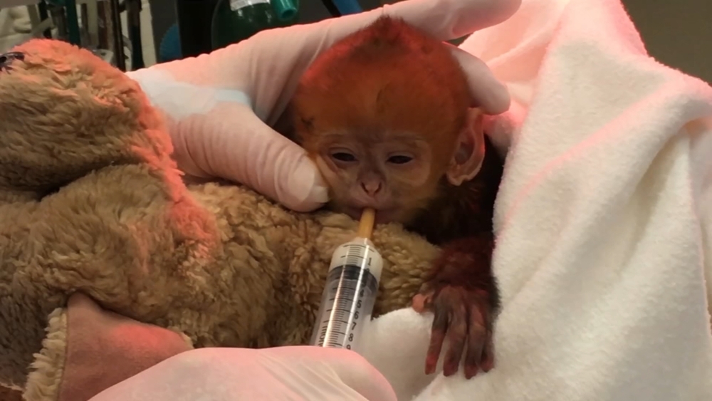 Francois Langur Quy Bau gets a bath