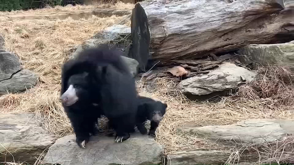 Sloth bear cub first day out for media
