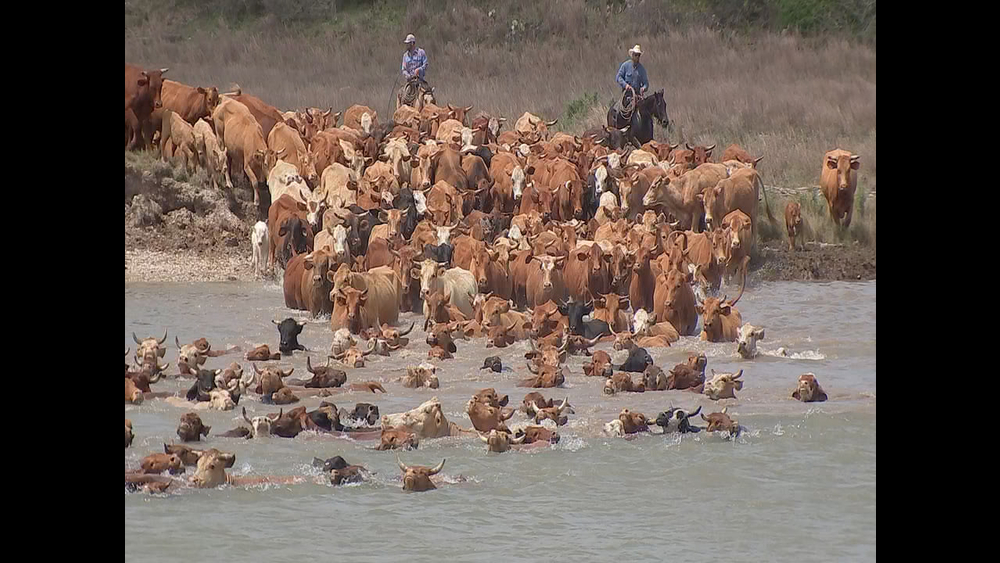 Historic cattle drive will leave your heart pounding