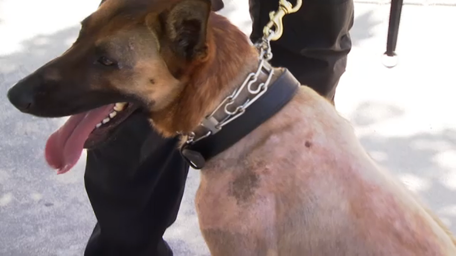 Fresno police K9 returns to work after being stabbed by suspect - ABC30 ...