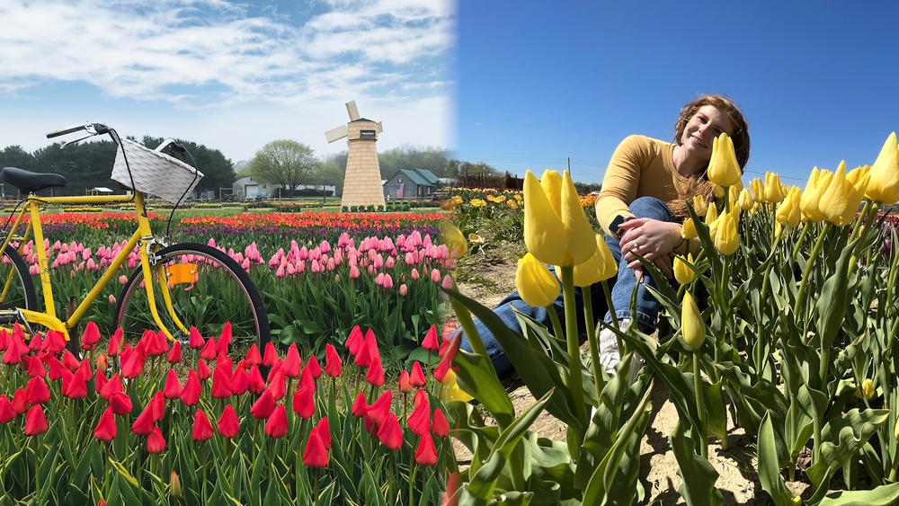 Tiptoe through half a million tulips at this Long Island farm