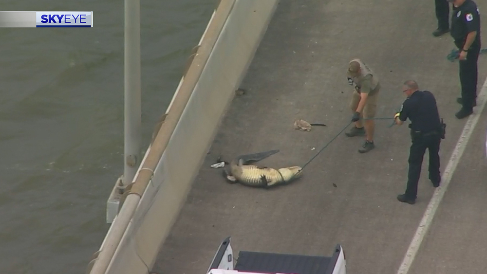 Houston traffic is a zoo, and this gator on a bridge proves it
