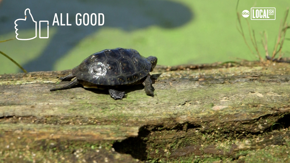 Blanding's turtles released into wild after being raised by zookeepers