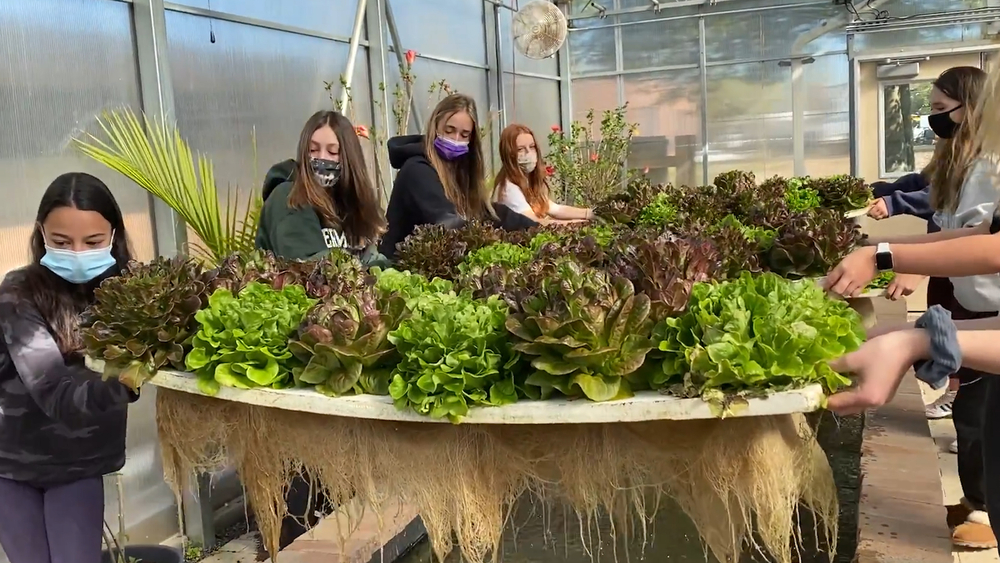 Teaching students how to grow food with water and fish