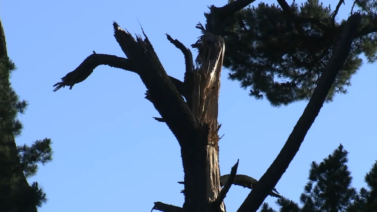 Dead trees a growing concern as Bay Area fire season approaches