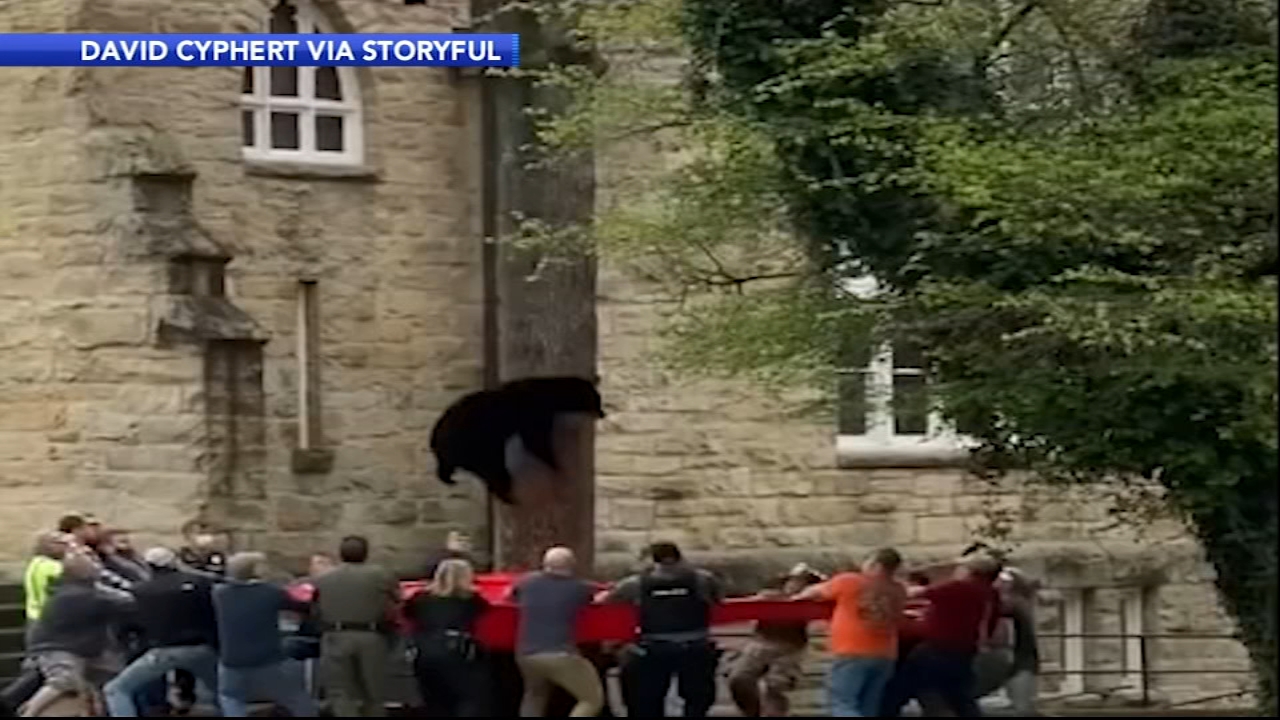 Black bear falls from tree into tarp at Pa. university