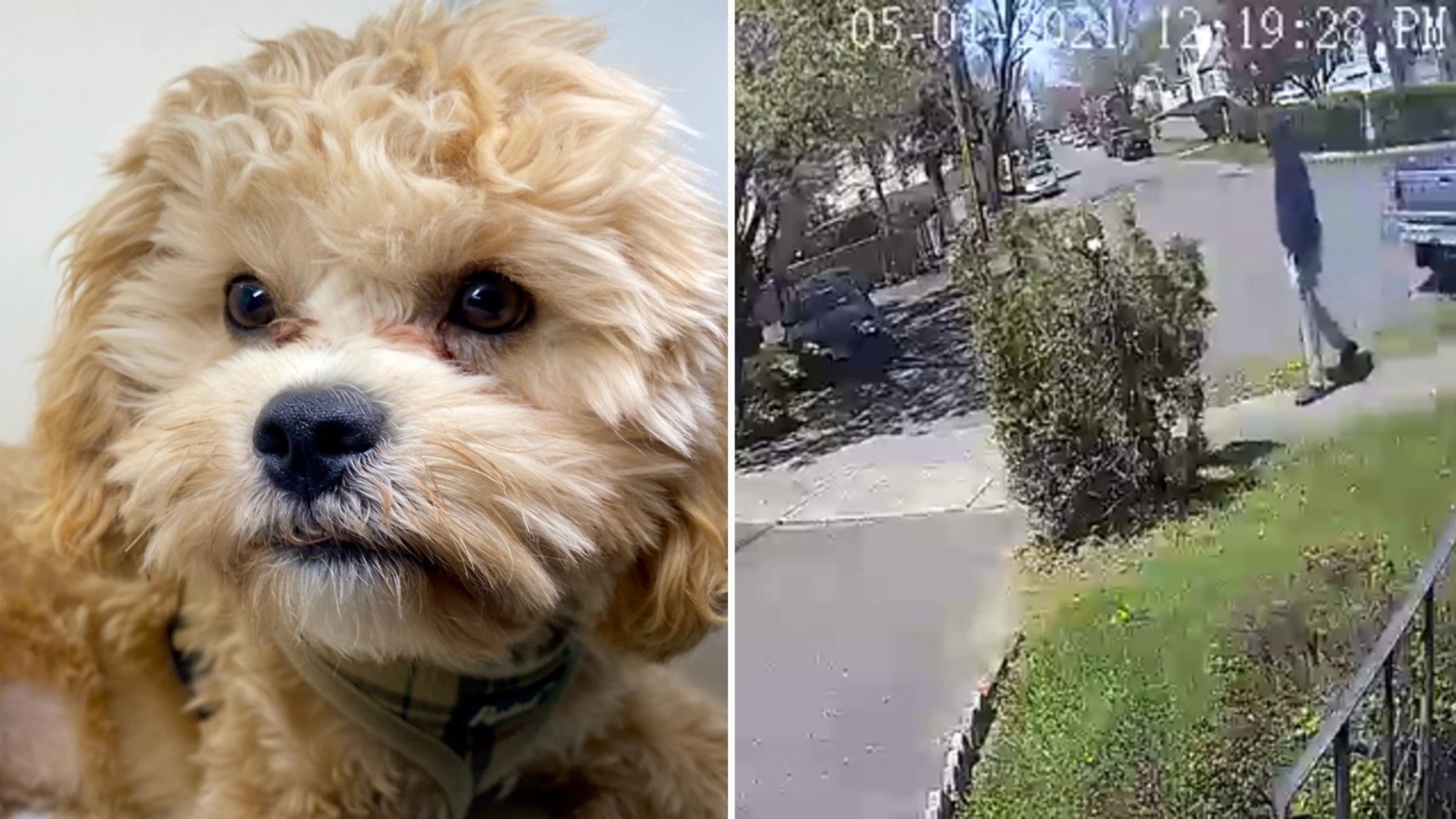 Woman crushed after beloved Cavapoo disappears from Stratford ...