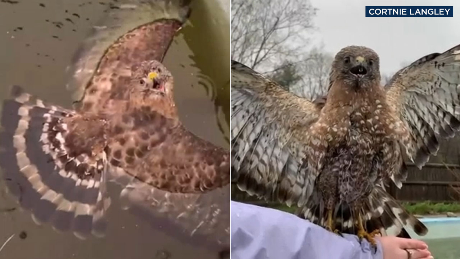 Caught On Camera New Hampshire Woman Rescues Young Hawk That Nearly Drowned In Pool Abc7 Los Angeles