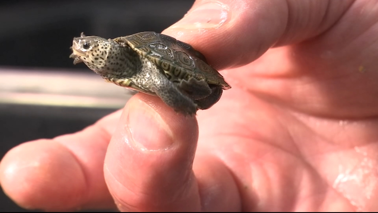 Hundreds of rescued terrapins receive treatment at Stockton University