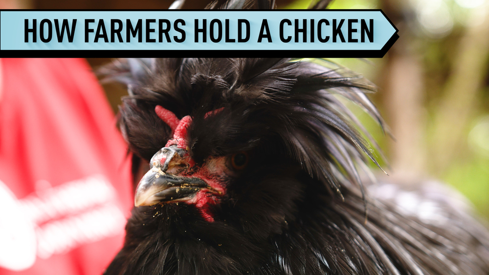 The Right Way to Hold a Chicken