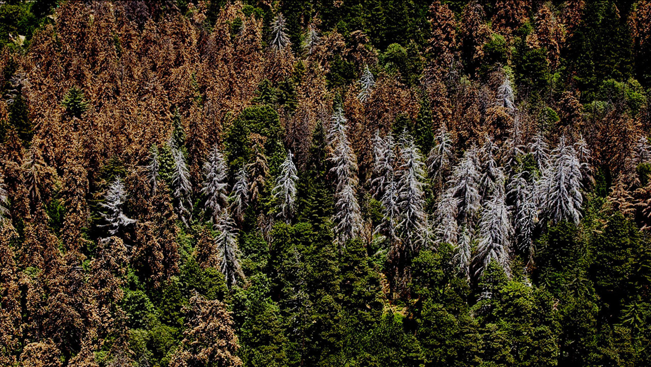 Governor Brown declares state of emergency over dying trees in