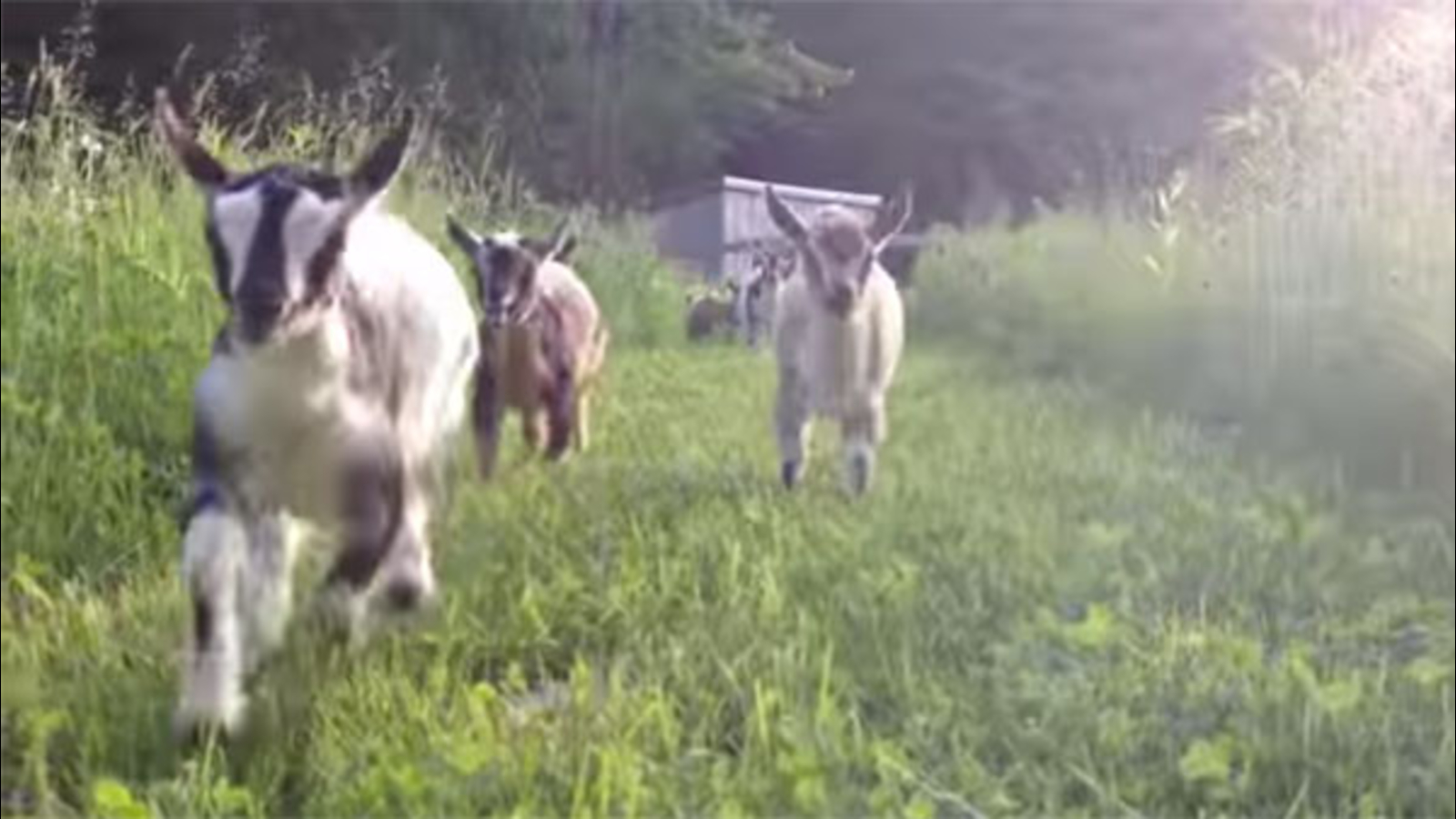 VIRAL VIDEO Baby dwarf goats frolicking ABC7 Chicago