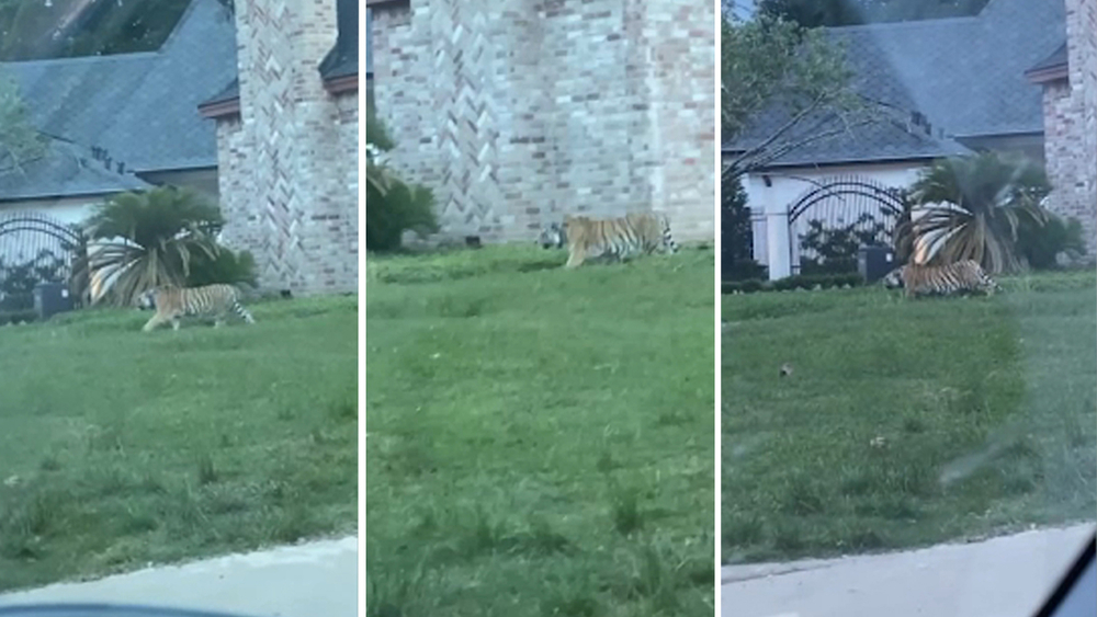 Tiger found roaming west Houston neighborhood