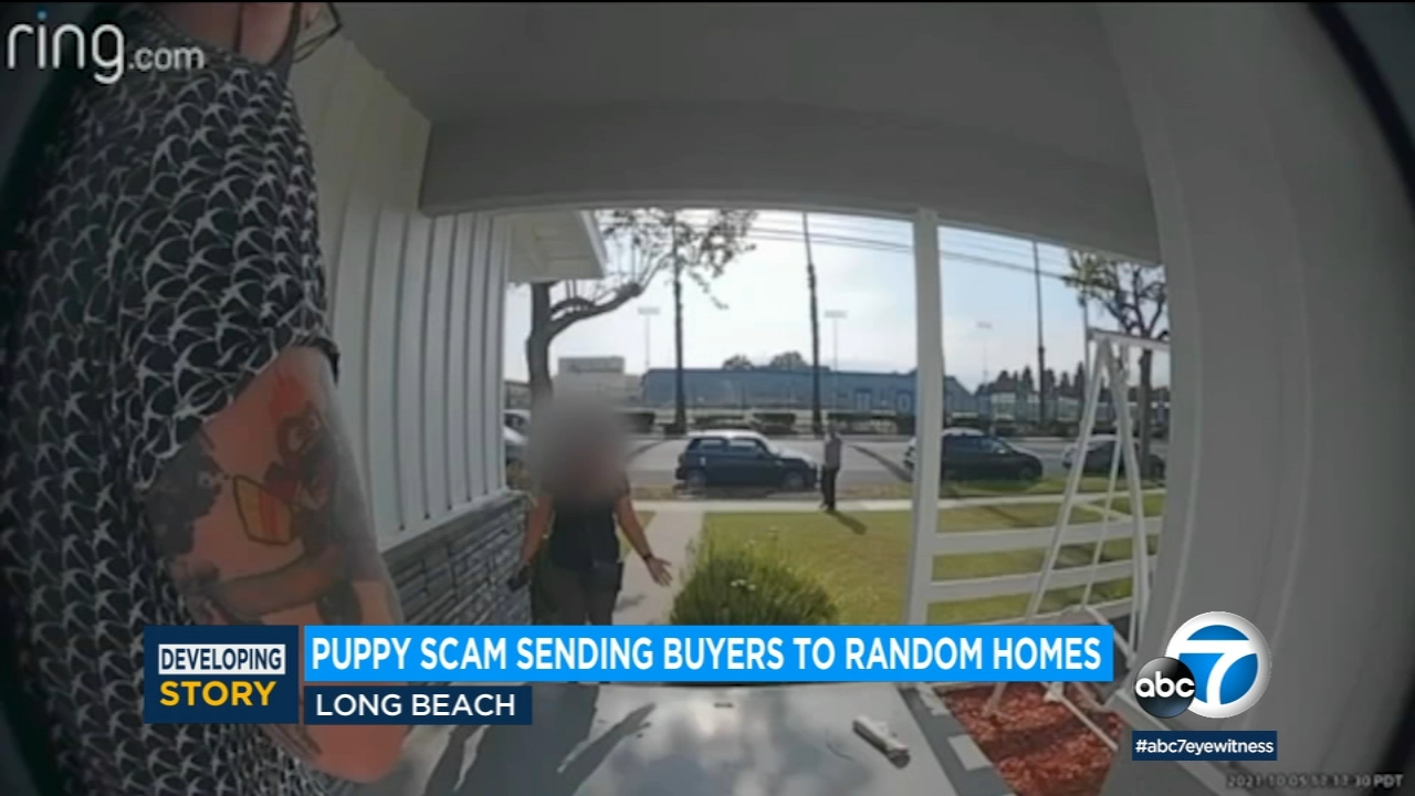 Puppy scam sending buyers to random homes