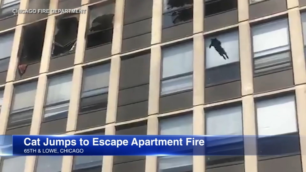 Cat jumps from 5th floor window after fire, survives